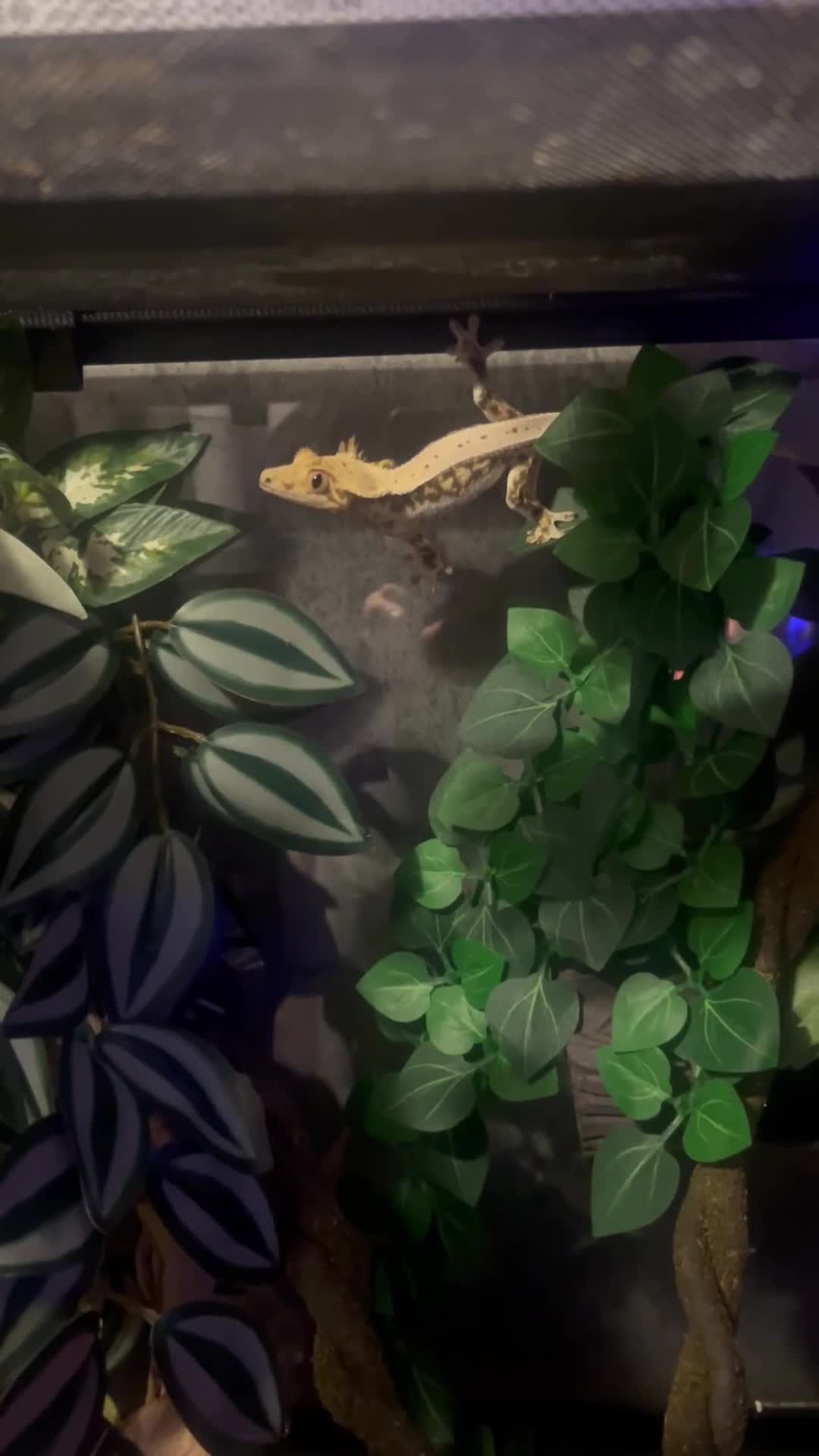 Gecko reptiles for sale: Crested gecko with tank and accessories  - Video 2