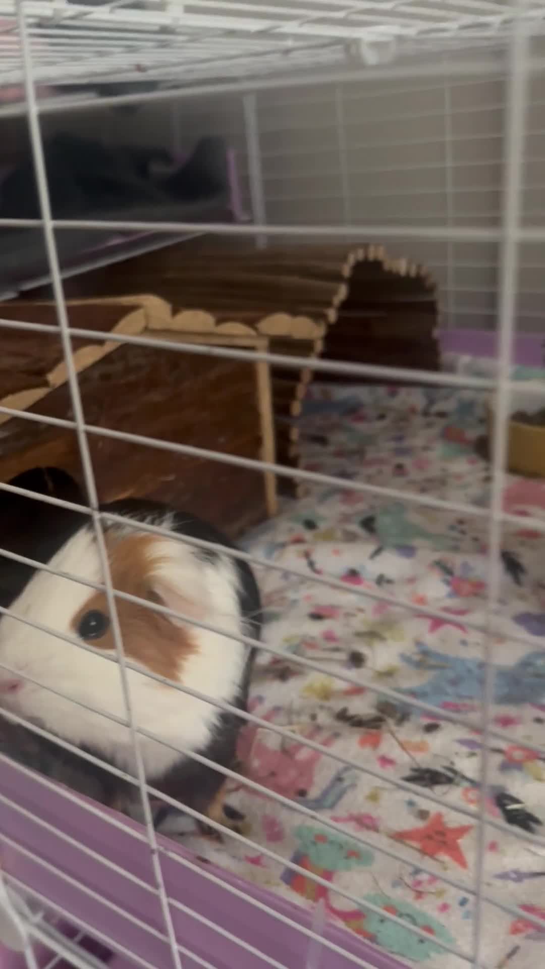 Guinea Pig rodents for sale: (Reserved)2 bonded girls  - Video 1
