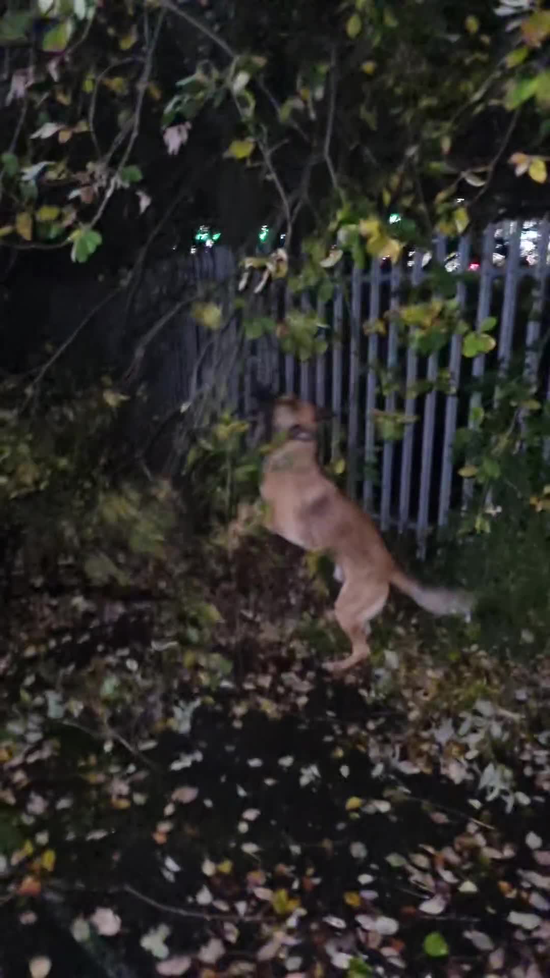 Mixed Breed dogs for sale: blaze - Video 1