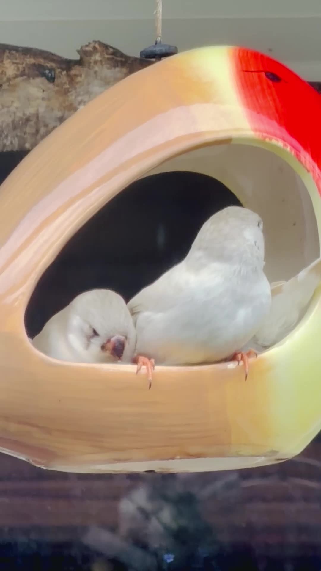 Finches birds for sale: Zebra finches - Video 1
