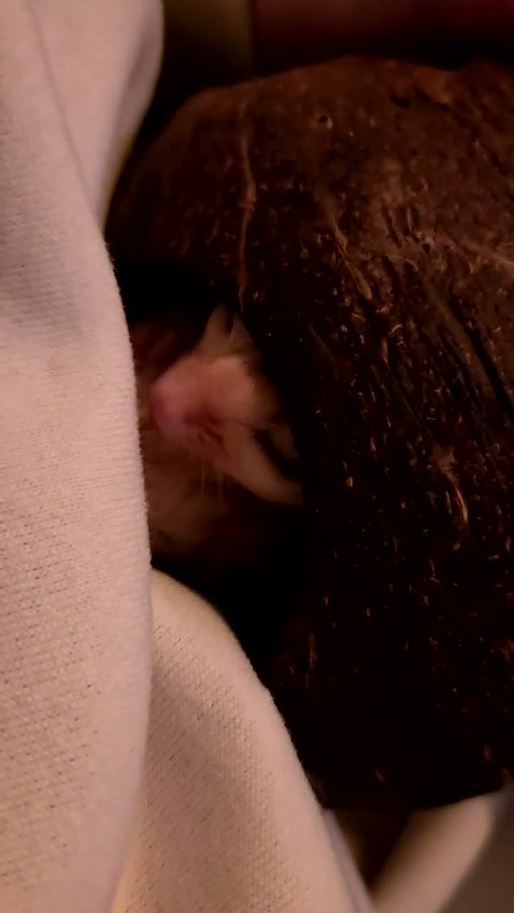 Sugar Glider rodents for sale: 2 female sugar gliders in Falmouth - Video 3