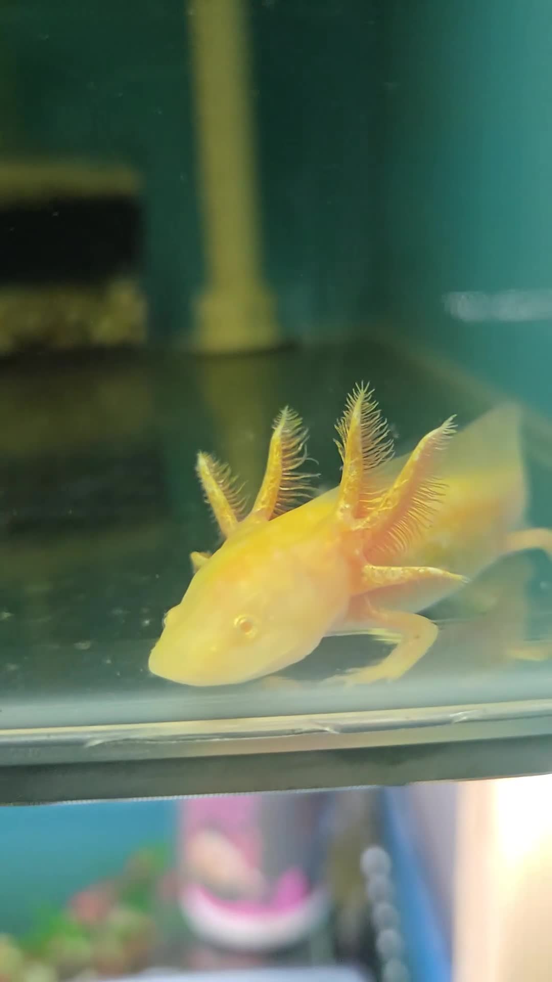 Axolotl reptiles for sale: Small And Big Axolotl @ Tameside Aquatics! 💙 - Video 1
