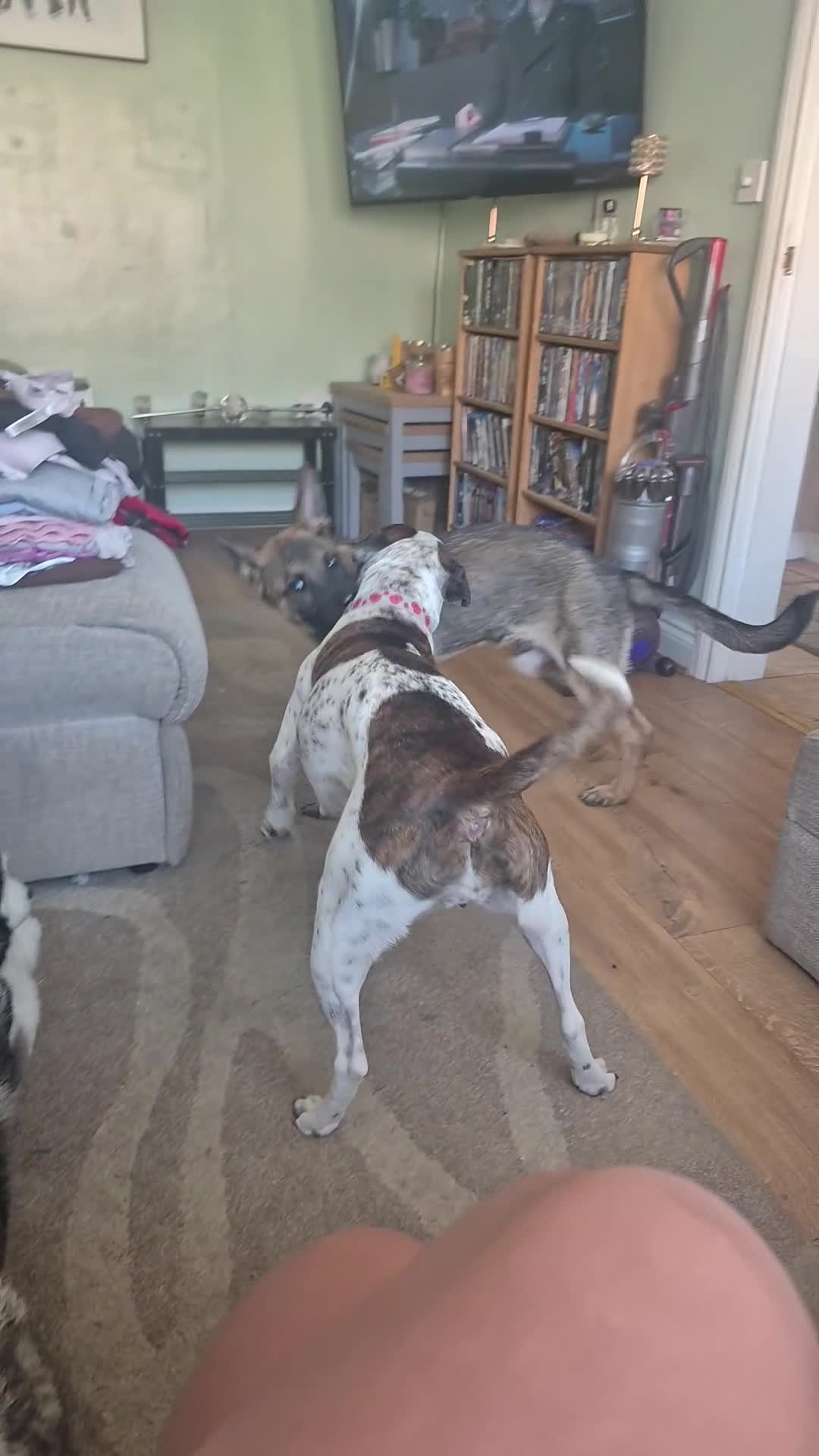 Belgian Shepherd Dog dogs for adoption: male belgian malinois called oscar - Video 1