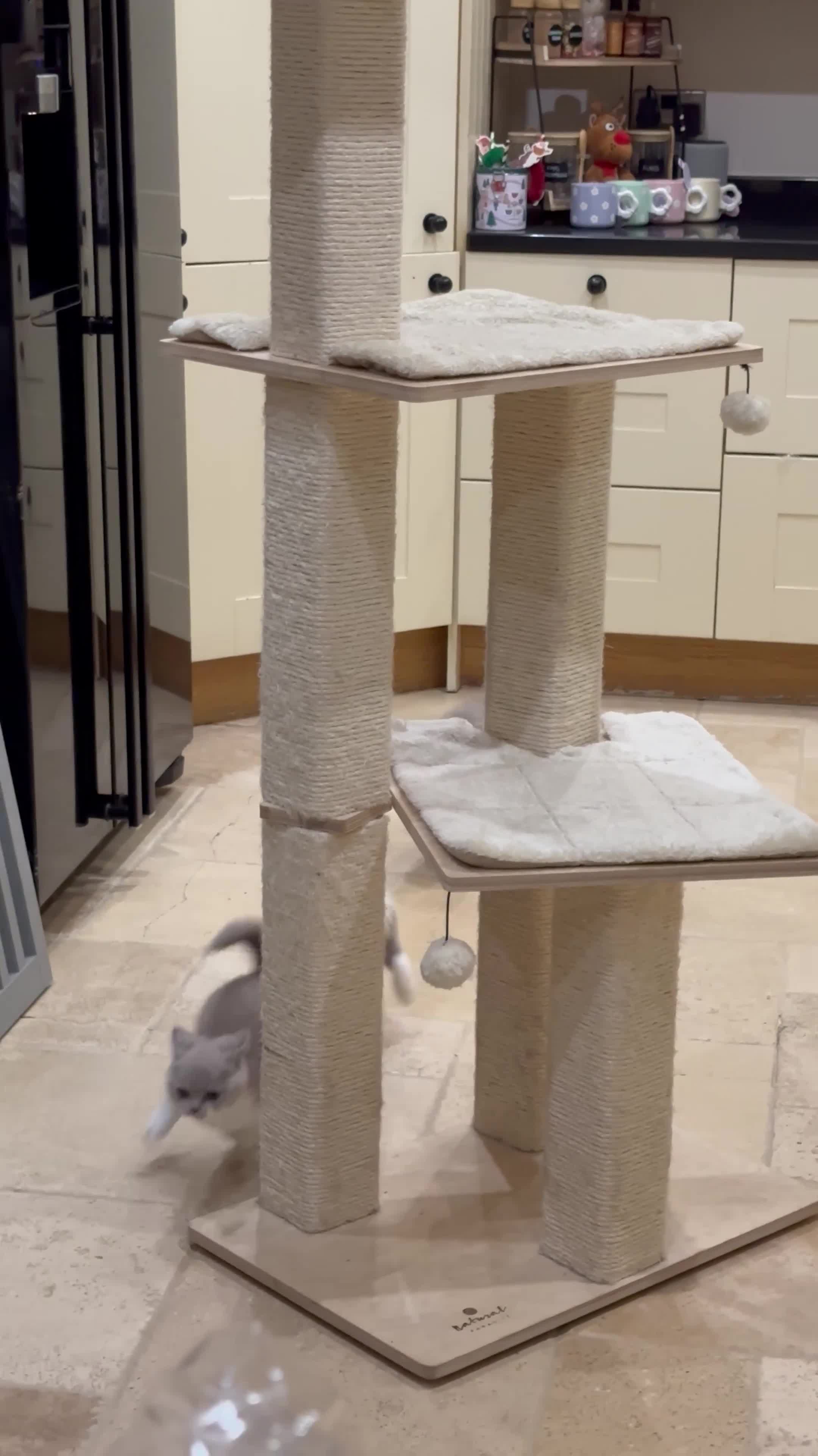 British Shorthair cats for sale: Blue/Lilac/Bicolour & Tortie Full Pedigree Reg BSH - Video 1