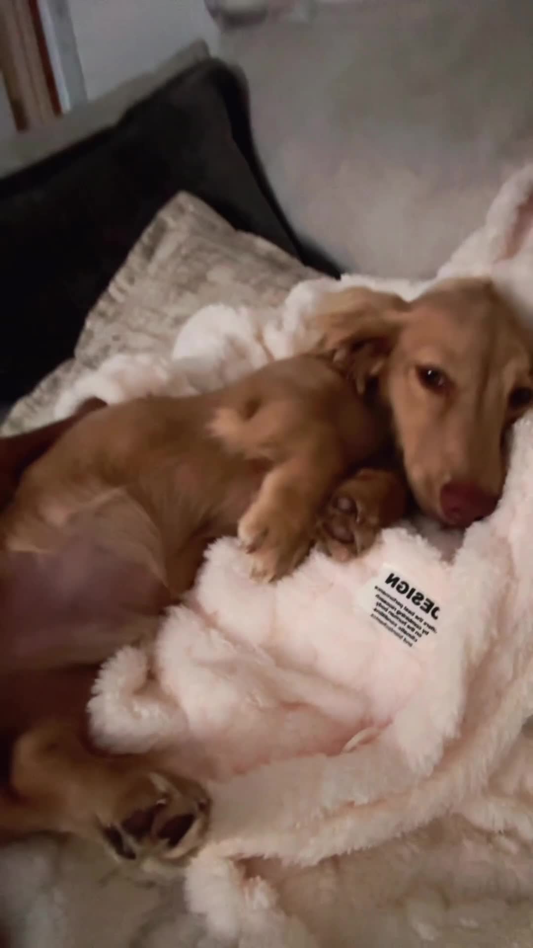 Miniature Dachshund dogs for sale: 9 Month Old Cream long haired Boy (Rehoming) - Video 1