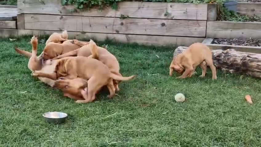 Labrador Retriever dogs for sale: KC Reg Fox-red Lab puppies, working type - Video 3