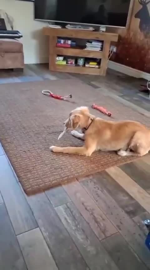 Mixed Breed dogs for adoption: LENIA-very friendly girl/loving companion/happy in Llanybydder - Video 1