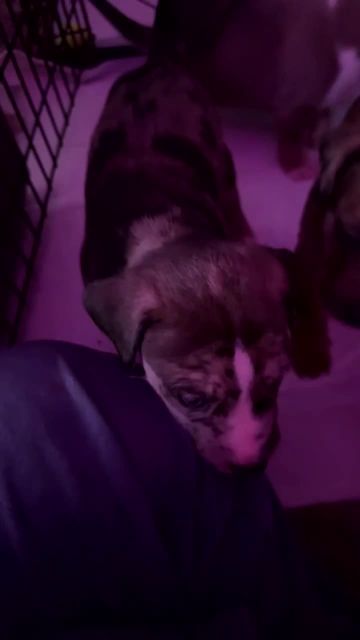 Mixed Breed dogs for sale: Six Beautiful Mix Husky/Italian Mastiff Puppies - Video 3