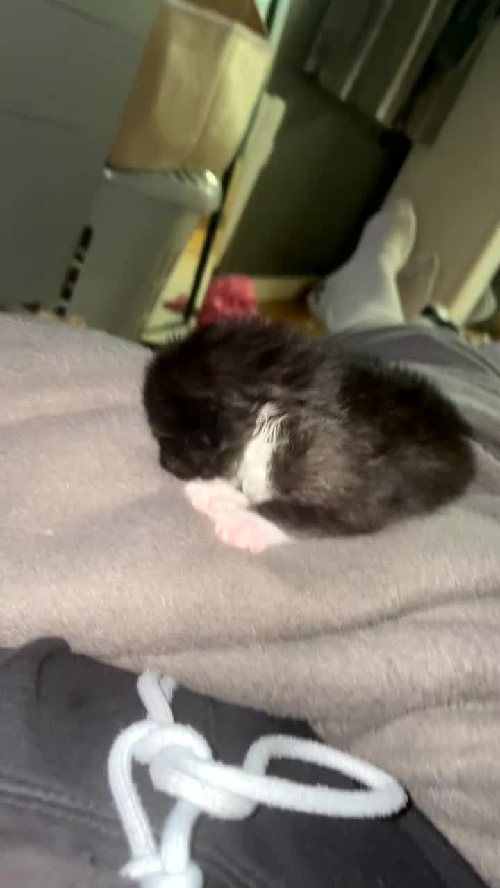 British Shorthair cats for sale: Beautiful litter of 3 .  - Video 2