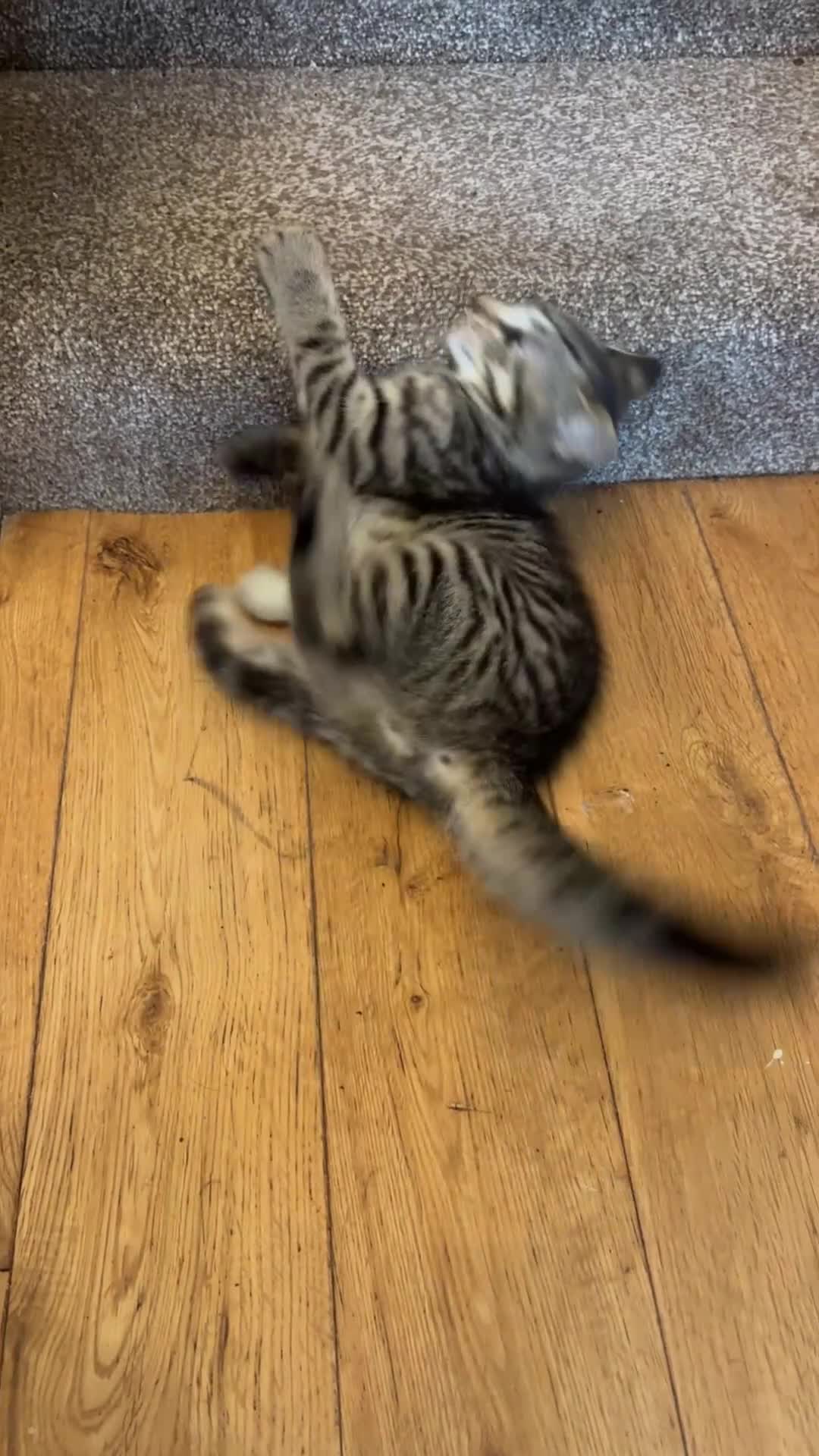 Mixed Breed cats for sale: Kitten for new home - Video 1