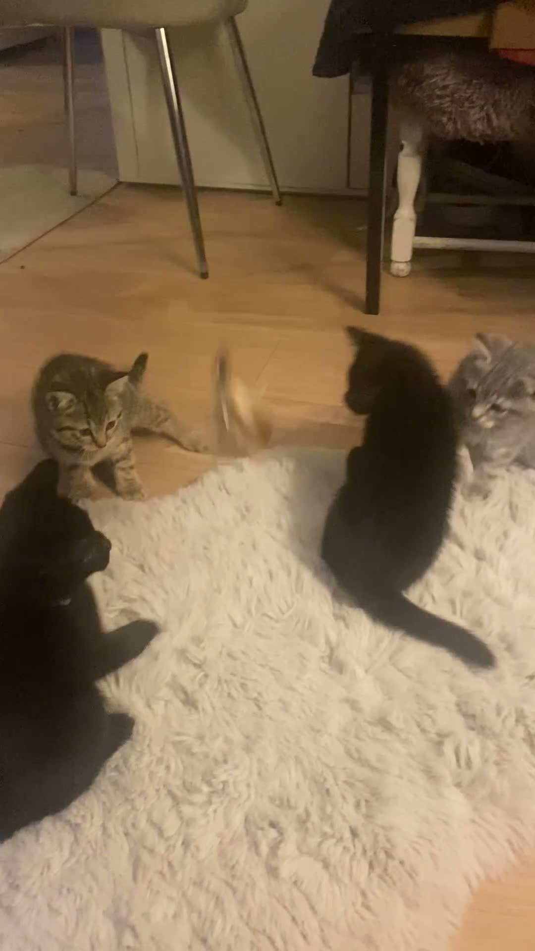 British Shorthair cats for sale: British shorthair mix (5 kittens ready to go) - Video 1