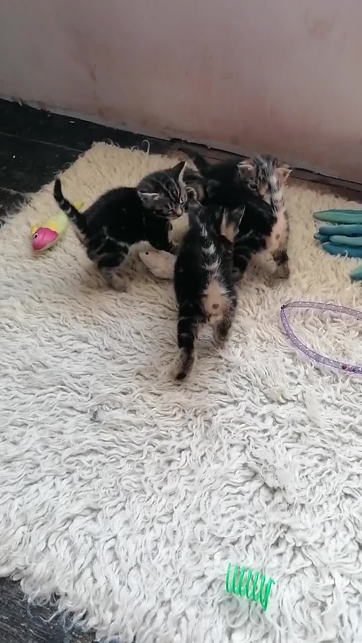 Mixed Breed cats for sale: Beautiful kittens  - Video 2