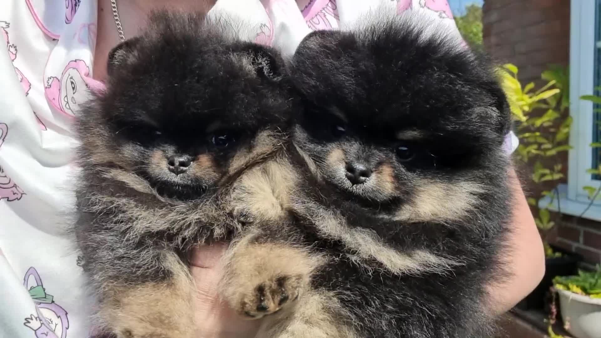Pomeranian dogs for sale: Pomeranian puppies for sale!!! - Video 3