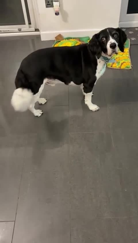 Mixed Breed dogs for adoption: 💙JAKE💙-A GOLDEN BOY WHO DESERVES PEACE, NOT LOSS - Video 3