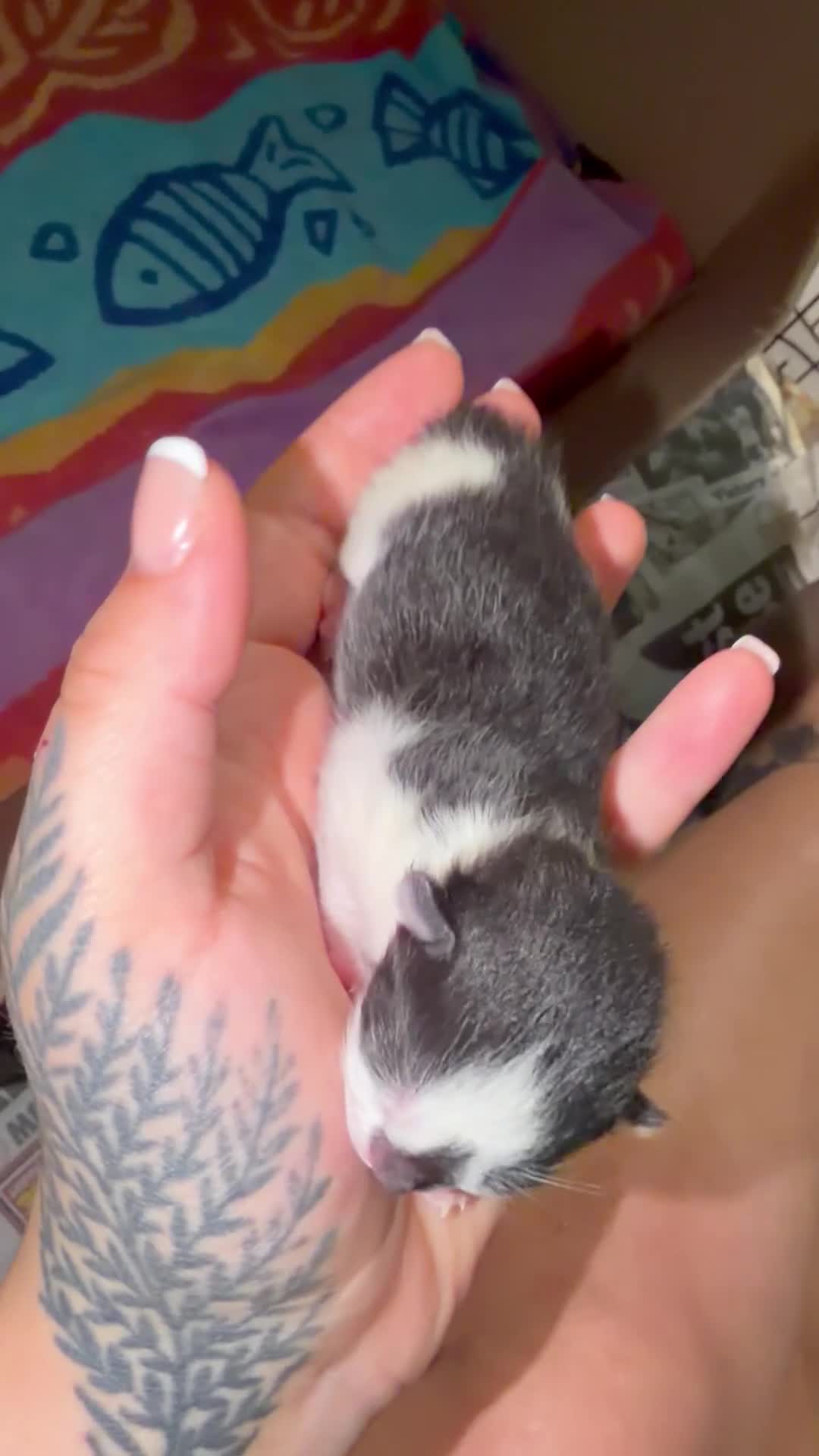 Ragdoll cats for sale: Ragdoll X Bombay in Stockbridge - Video 4
