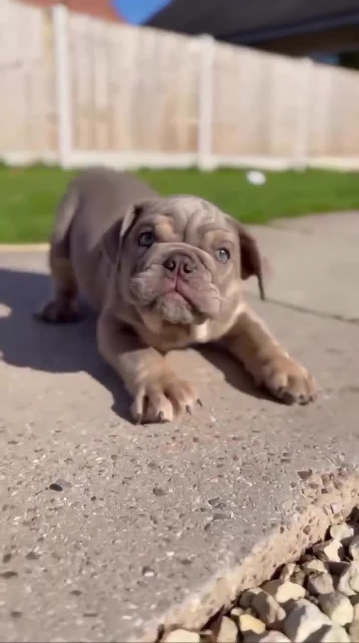 English Bulldog dogs for sale: Blue and tan kc English bulldog  - Video 1