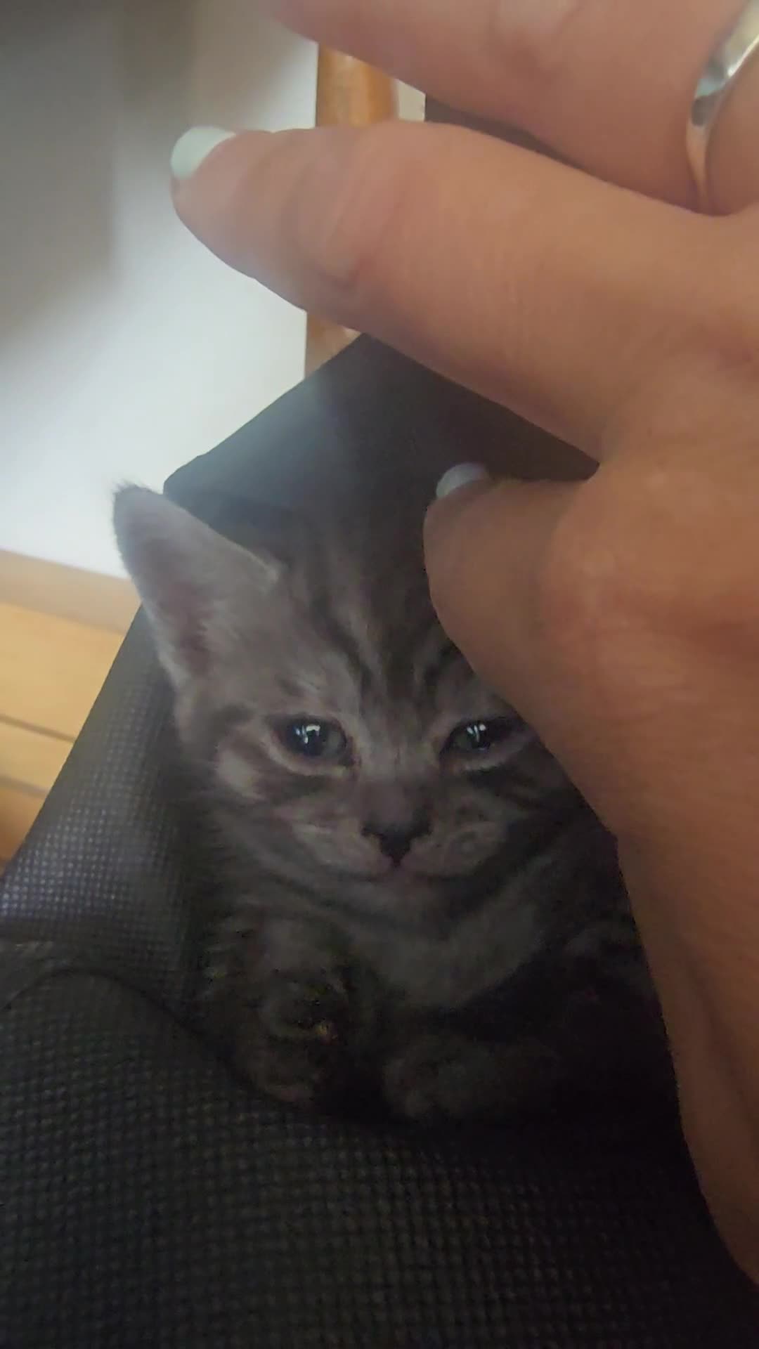 Mixed Breed cats for sale: Beautiful kittens  - Video 1