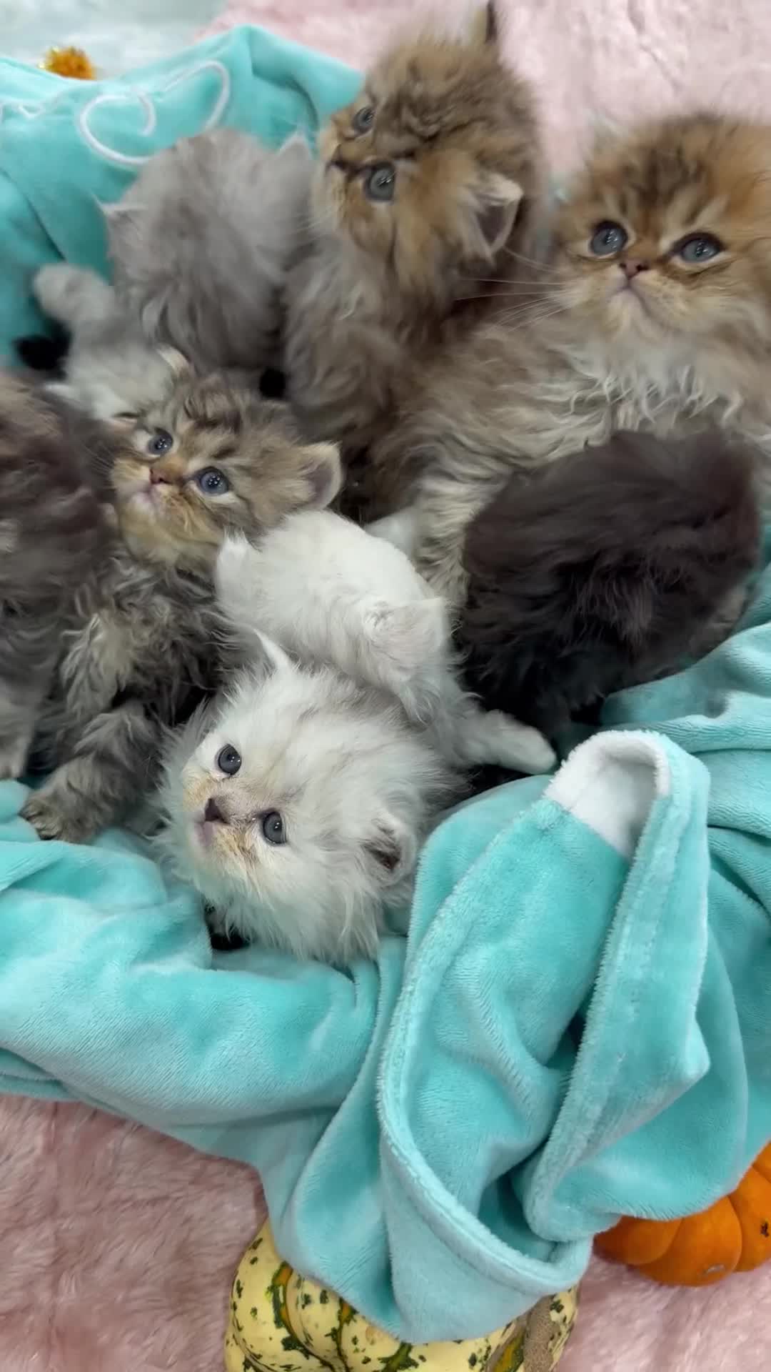 Persian cats for sale: Stunning Long haired chinchilla Persian kittens  - Video 2