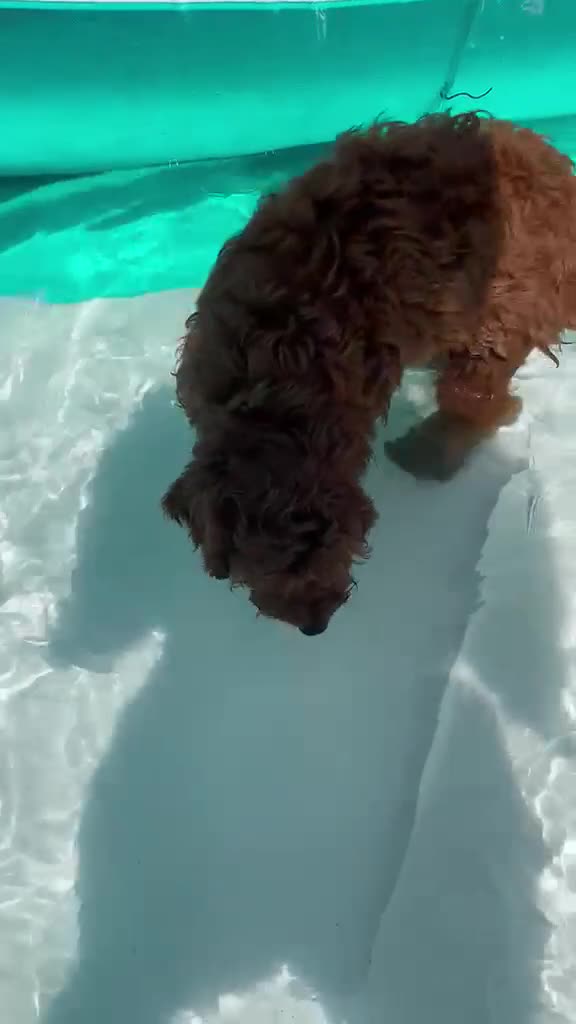 Cavapoo dogs for sale: Ready to leave, DNA HEALTH TESTED PARENTS. - Video 2