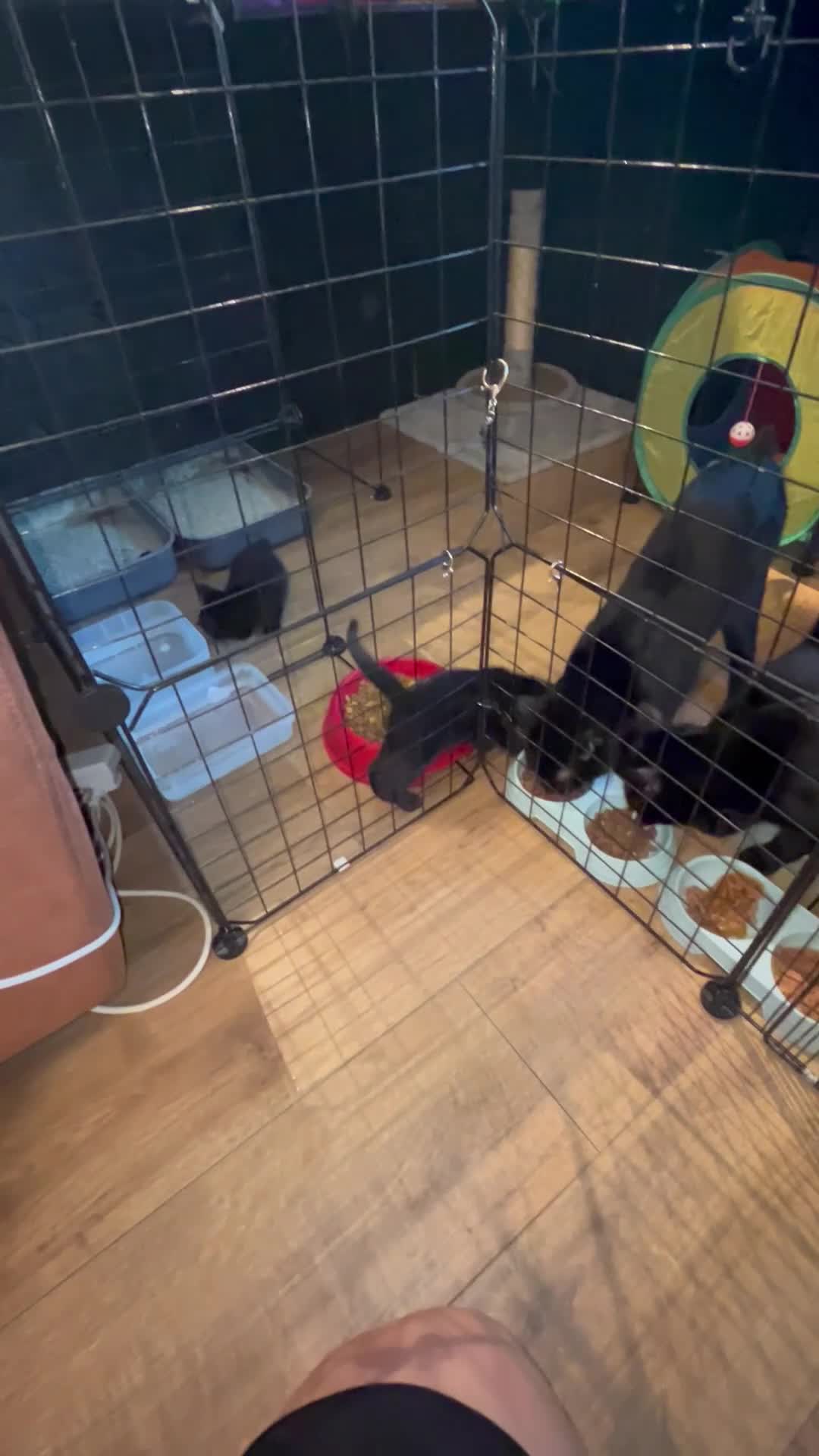 Bombay cats for sale: Bombay Kittens – 3 Boys & 3 Girls Available  - Video 2