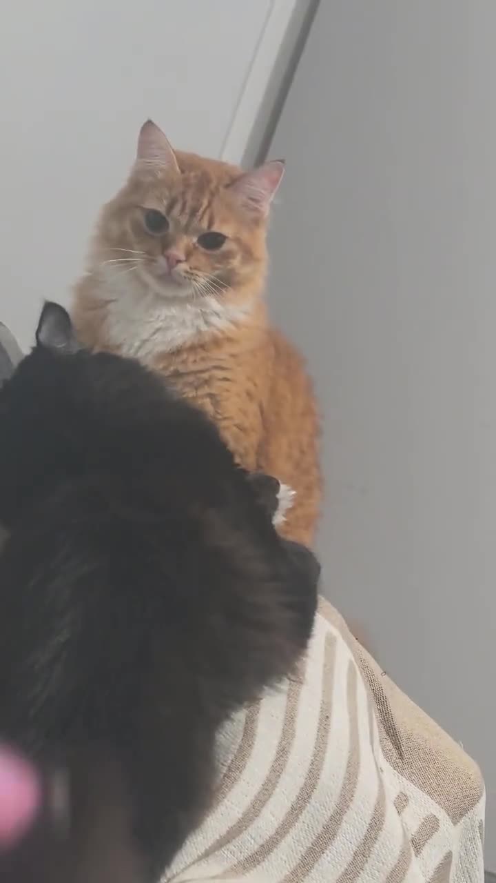 Mixed Breed cats for sale: Beautiful Ginger Longhair Male Cat in Dartford - Video 1