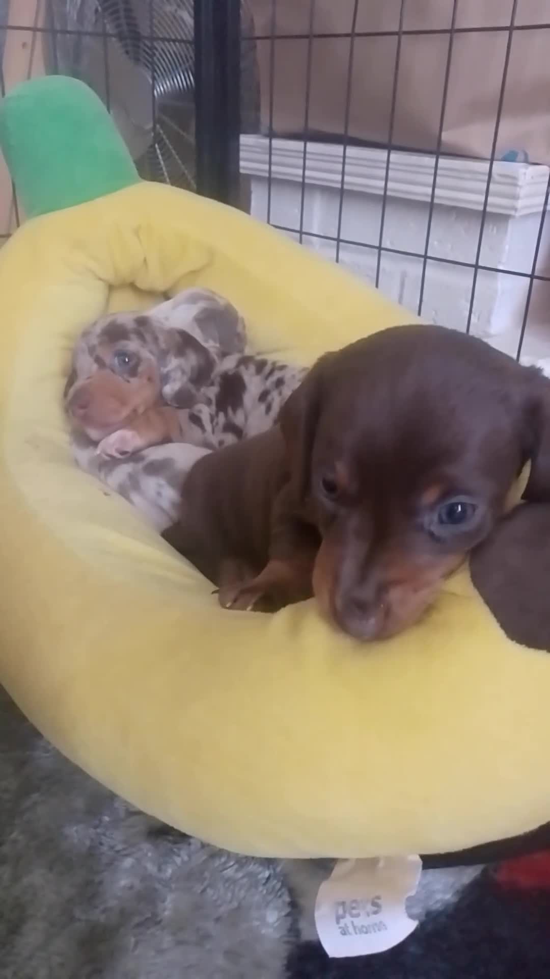 Miniature Dachshund dogs for sale: Miniature chocolate dachshund  in Blackpool - Video 1