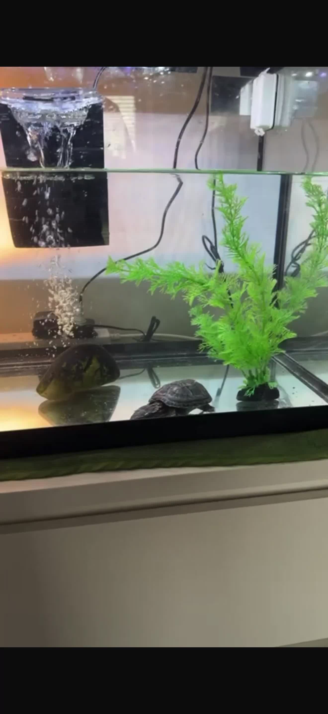 Terrapin reptiles for sale: 2 terrapins  - Video 1