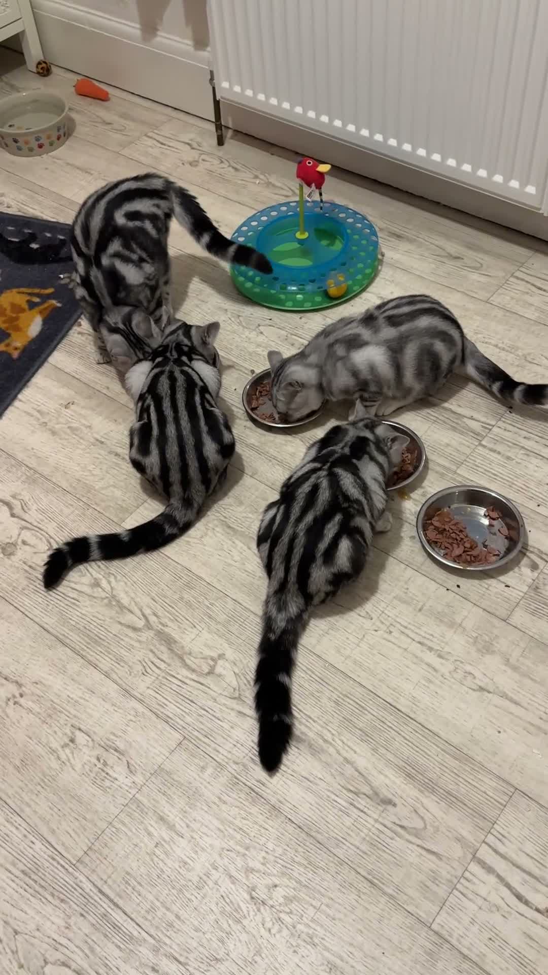 British Shorthair cats for sale: Pedigree Silver tabby British shorthair kittens  - Video 1