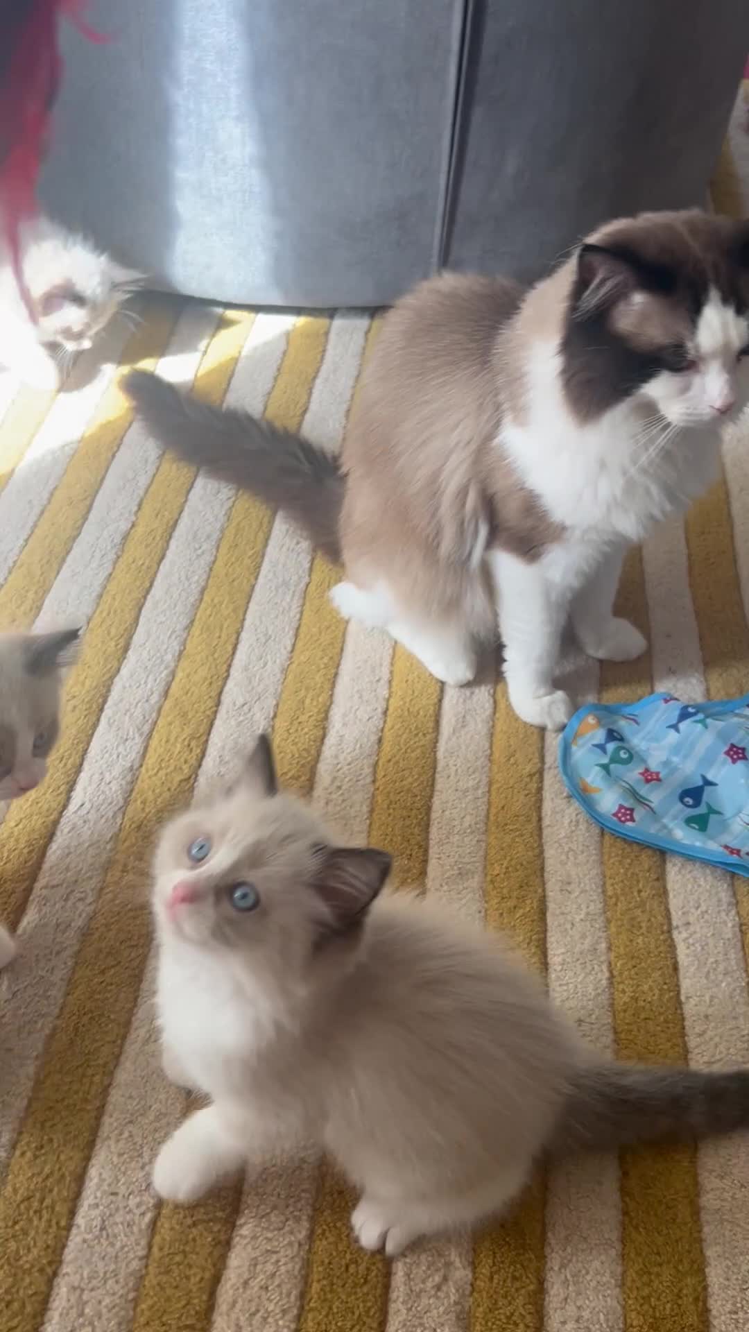 Ragdoll cats for sale: Ragdoll babies  - Video 1