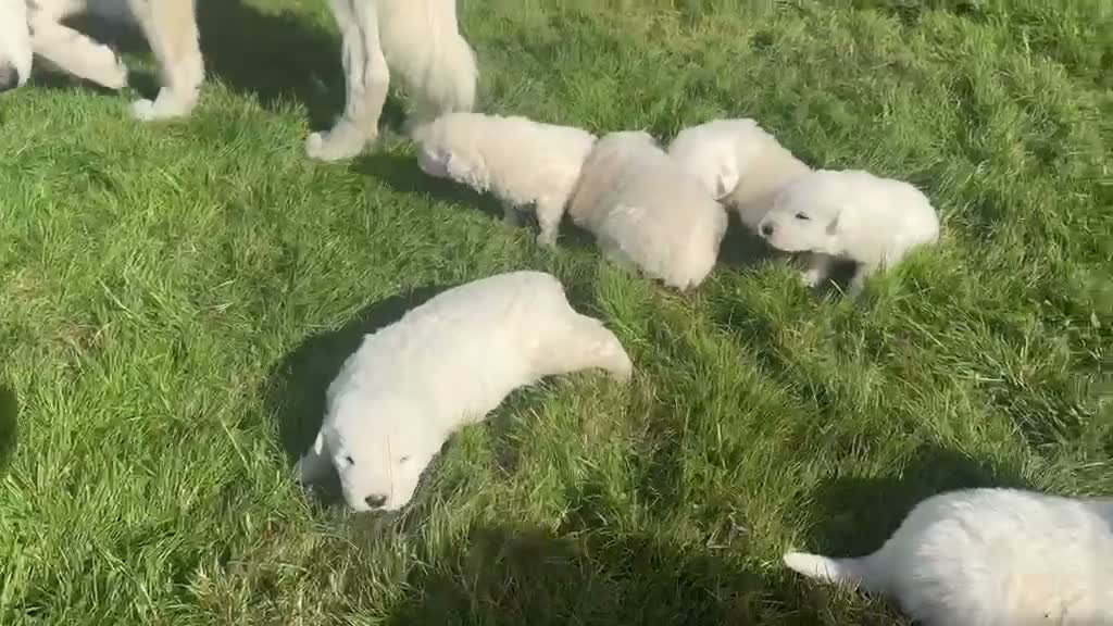 Maremma Sheepdog dogs for sale: A Rare Opportunity to Welcome a Maremma Sheepdog - Video 1