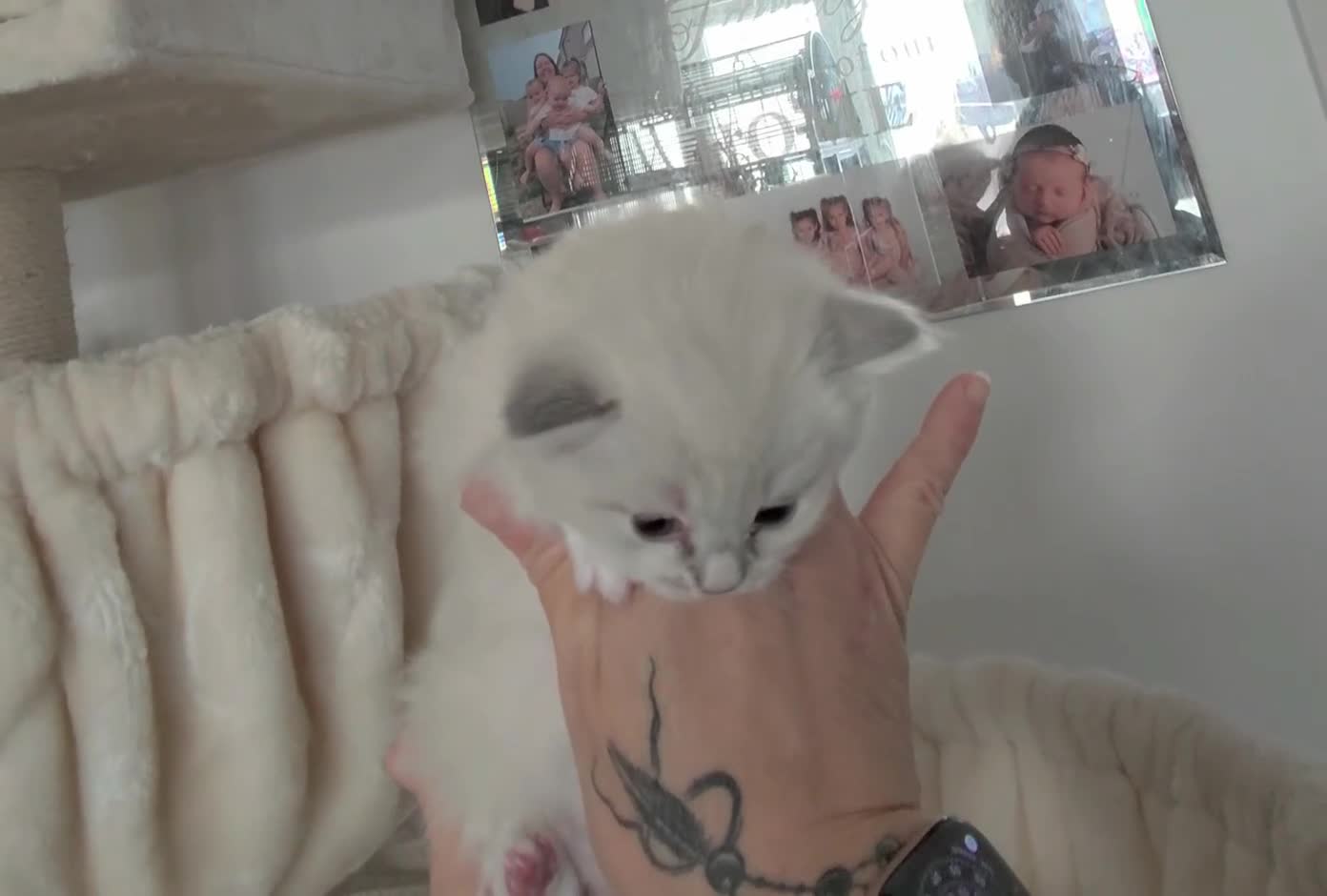 Ragdoll cats for sale: XL Long hair Ragdoll kittens. Used to dogs.  - Video 3