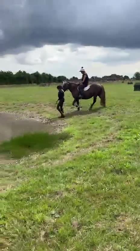 Welsh Section D horses for sale: 14.1 family pony super all rounder  - Video 1