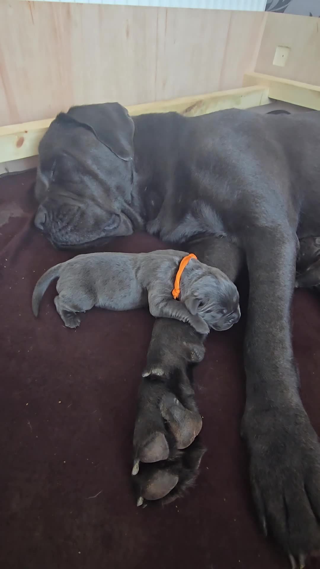 Cane Corso dogs for sale: S🐾❤️ STUNNING CANE CORSO PUPPIES–2BOYS & 2GIRLS  in Cwmbran - Video 2