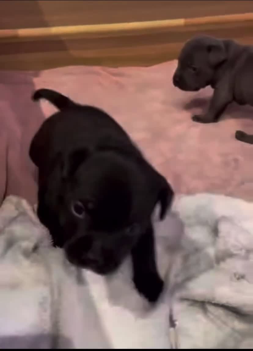 Staffordshire Bull Terrier dogs for sale: 1 Blue boy and 1 black female Staffys Available  in Coventry - Video 1