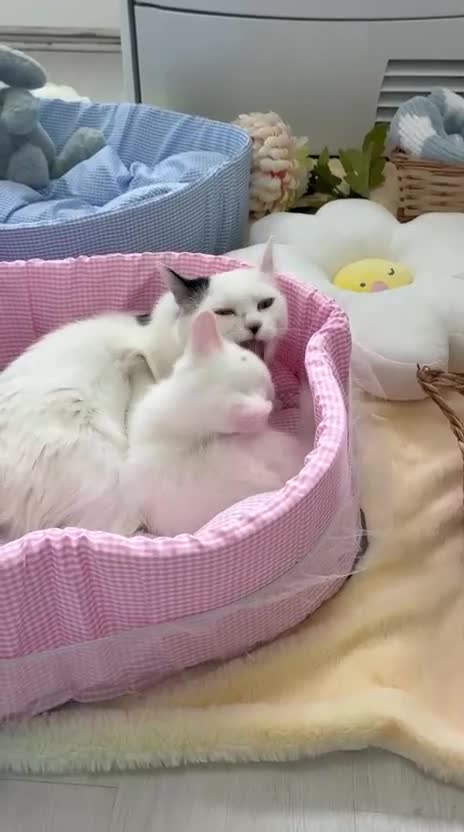 Munchkin cats for sale: Turkish Angora x Munchkin male and female  - Video 3