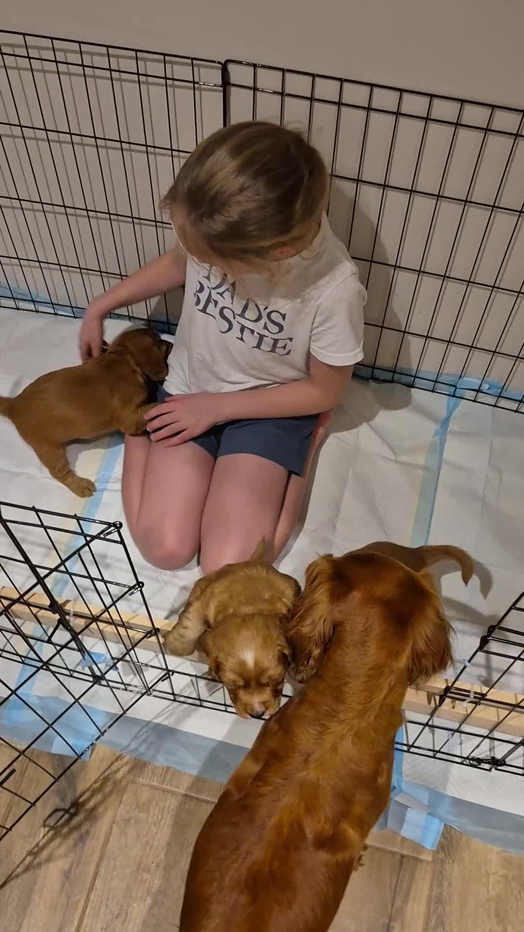 Cocker Spaniel dogs for sale: KC reg,Adorable,Golden Working CockerSpaniel Pupps - Video 1