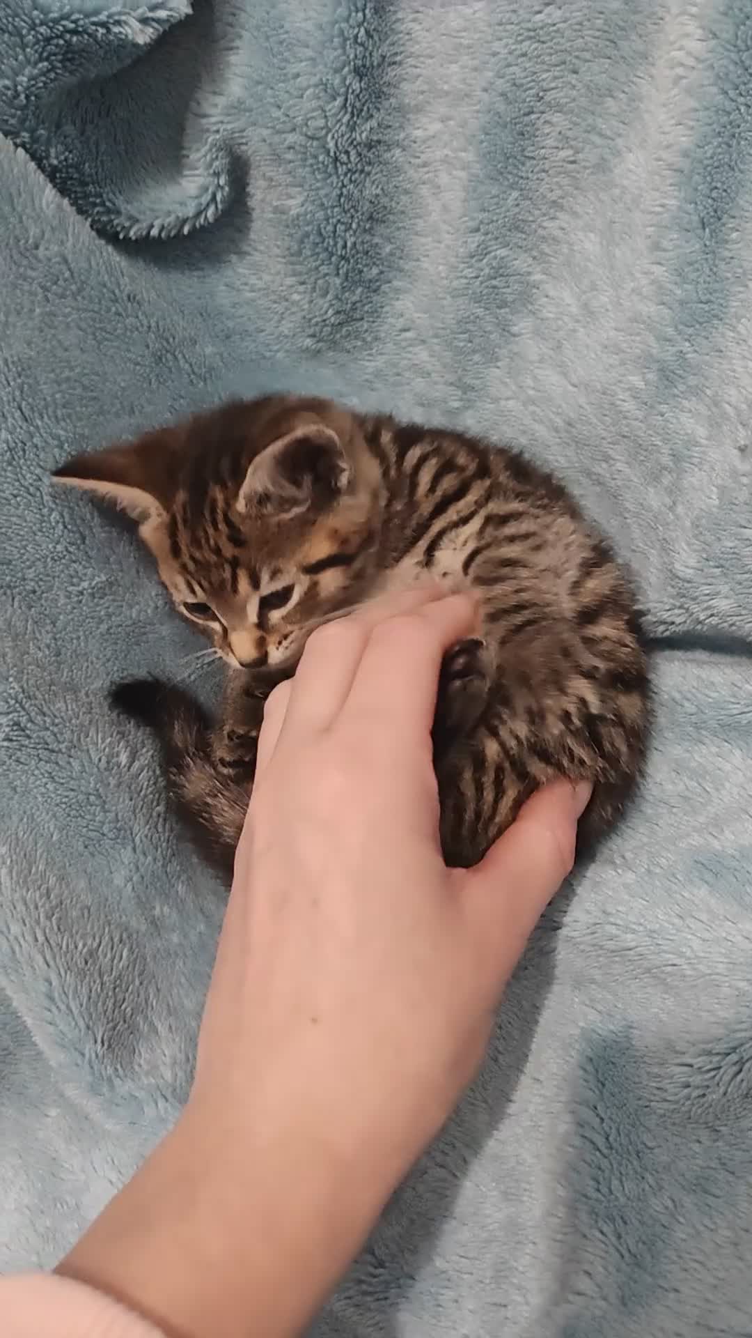 Mixed Breed cats for sale: Beautiful kittens VIDEOS - Video 4