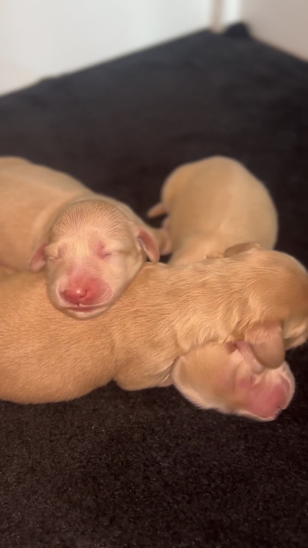 Miniature Dachshund dogs for sale: CREAM MINIATURE DACHSHUNDS💛 - Video 4