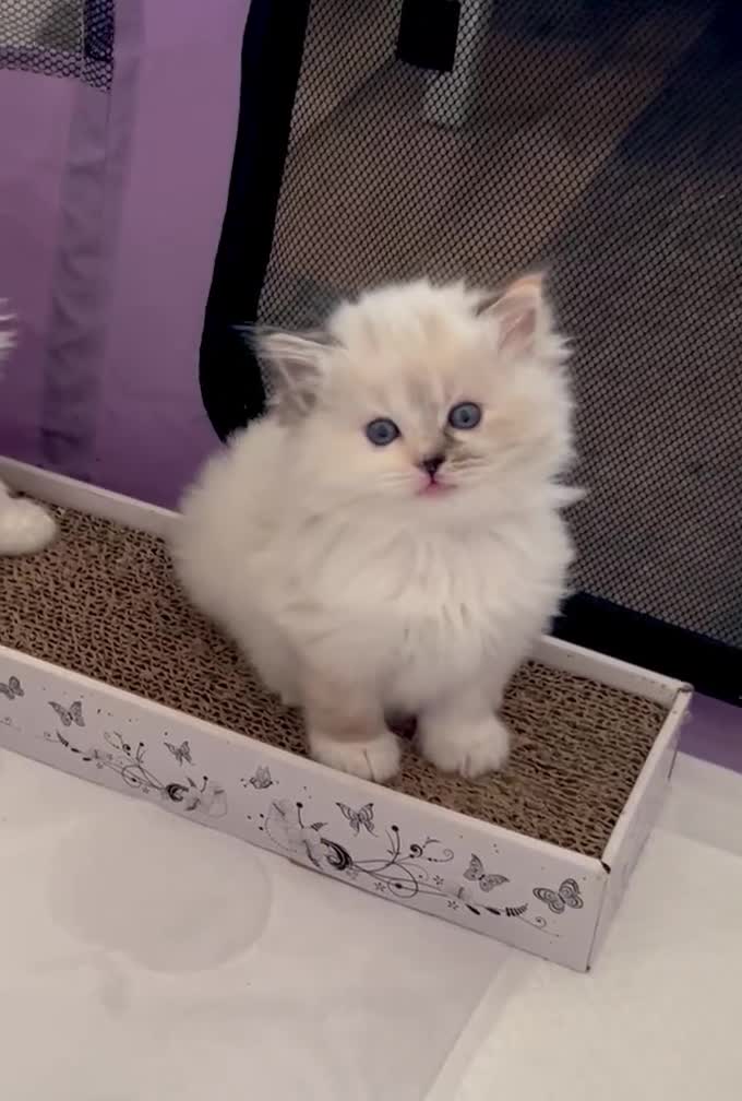 Ragdoll cats for sale: Stunning Ragdoll kitten SHOW/BREEDING -GCCF   - Video 1