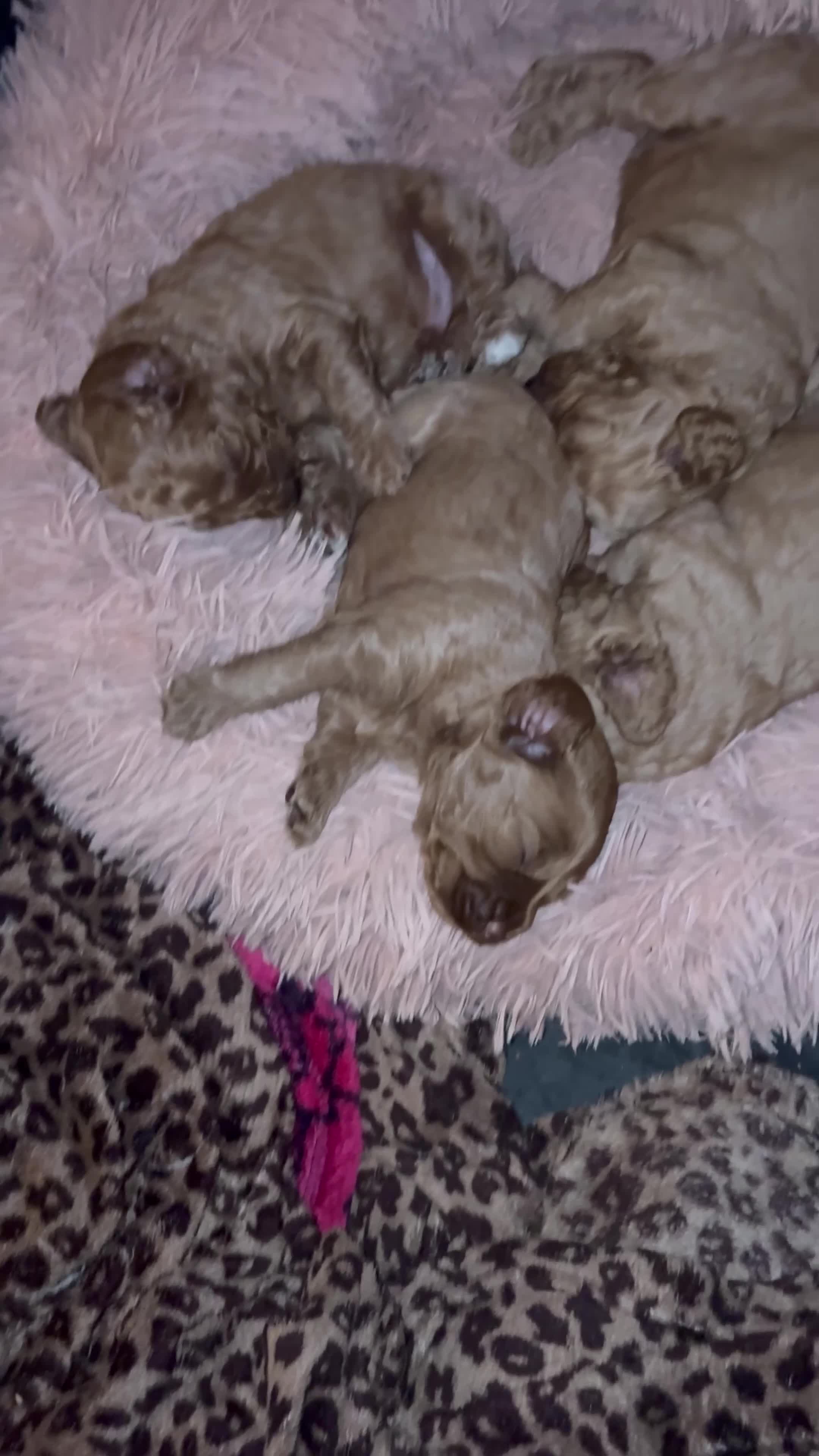 Cockapoo dogs for sale: Beautiful Cockapoo puppies - Video 2