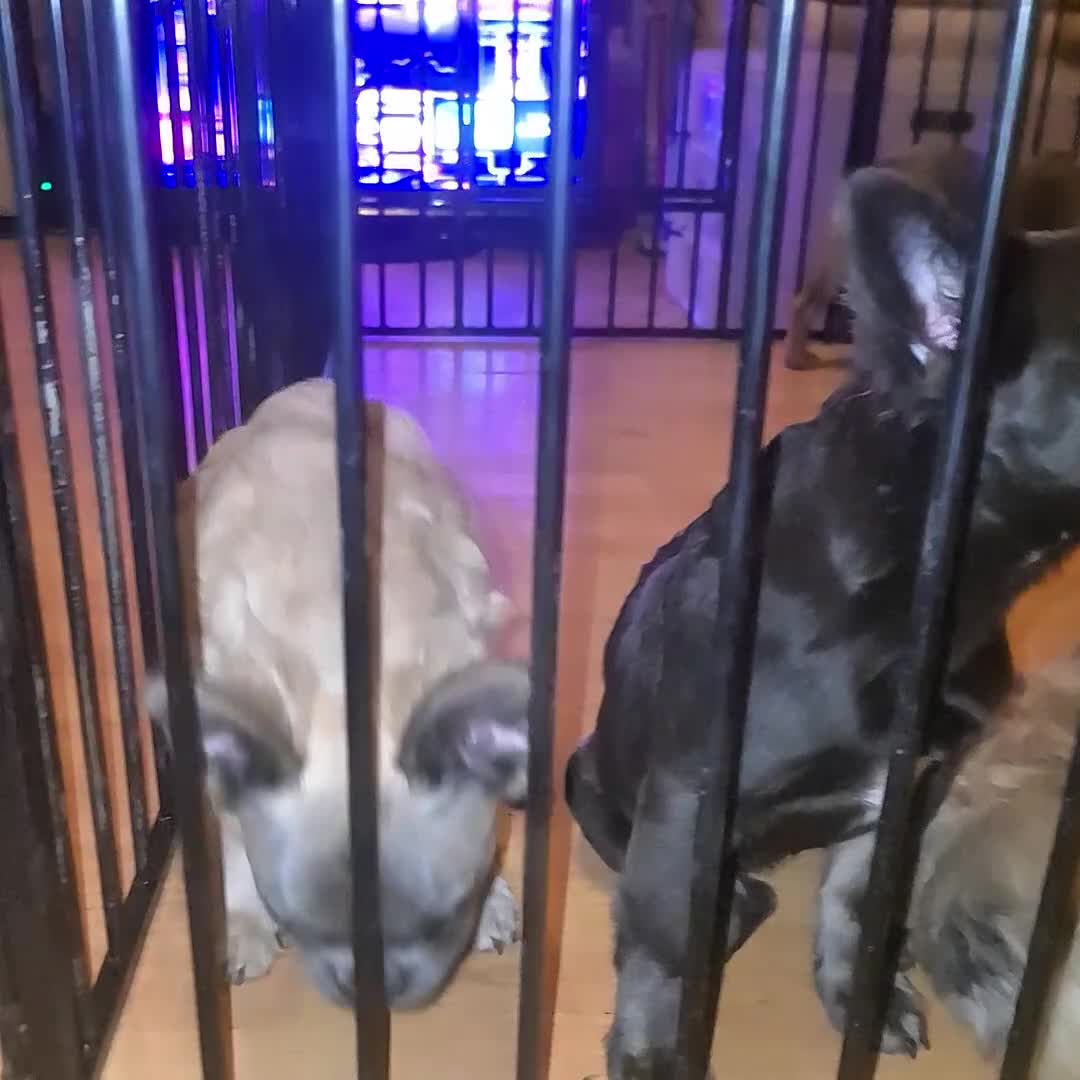 French Bulldog dogs for sale: 🐾  KLASSY BULLZ - KLASSY PUPZ 🐾  in Beckenham - Video 1