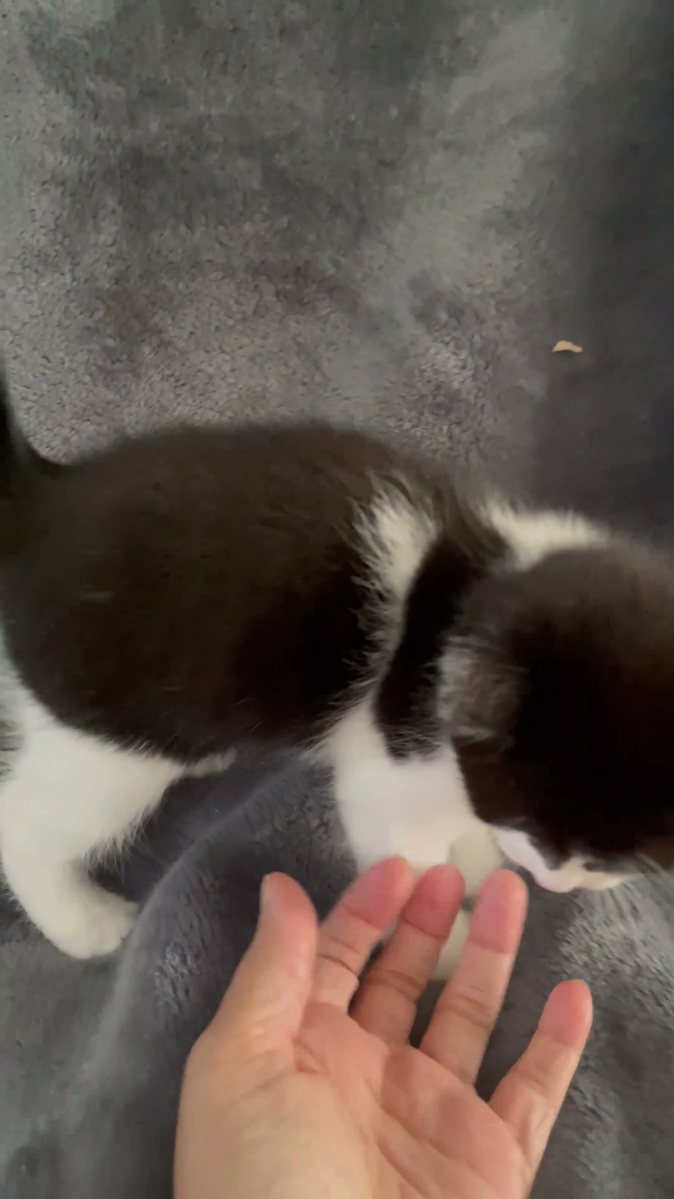 Mixed Breed cats for sale: Mixed bread tuxedo black and white - Video 2