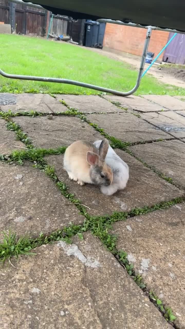 Mixed Breed rabbits for sale: bonded pair rabbits in Birmingham - Video 3