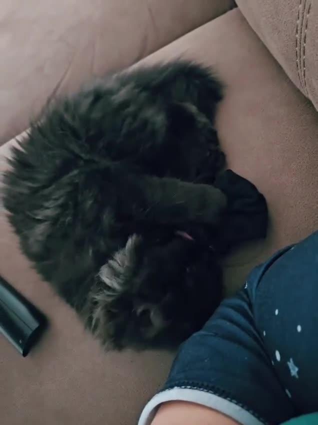 Persian cats for sale: Stunning Persian Boy - Video 2