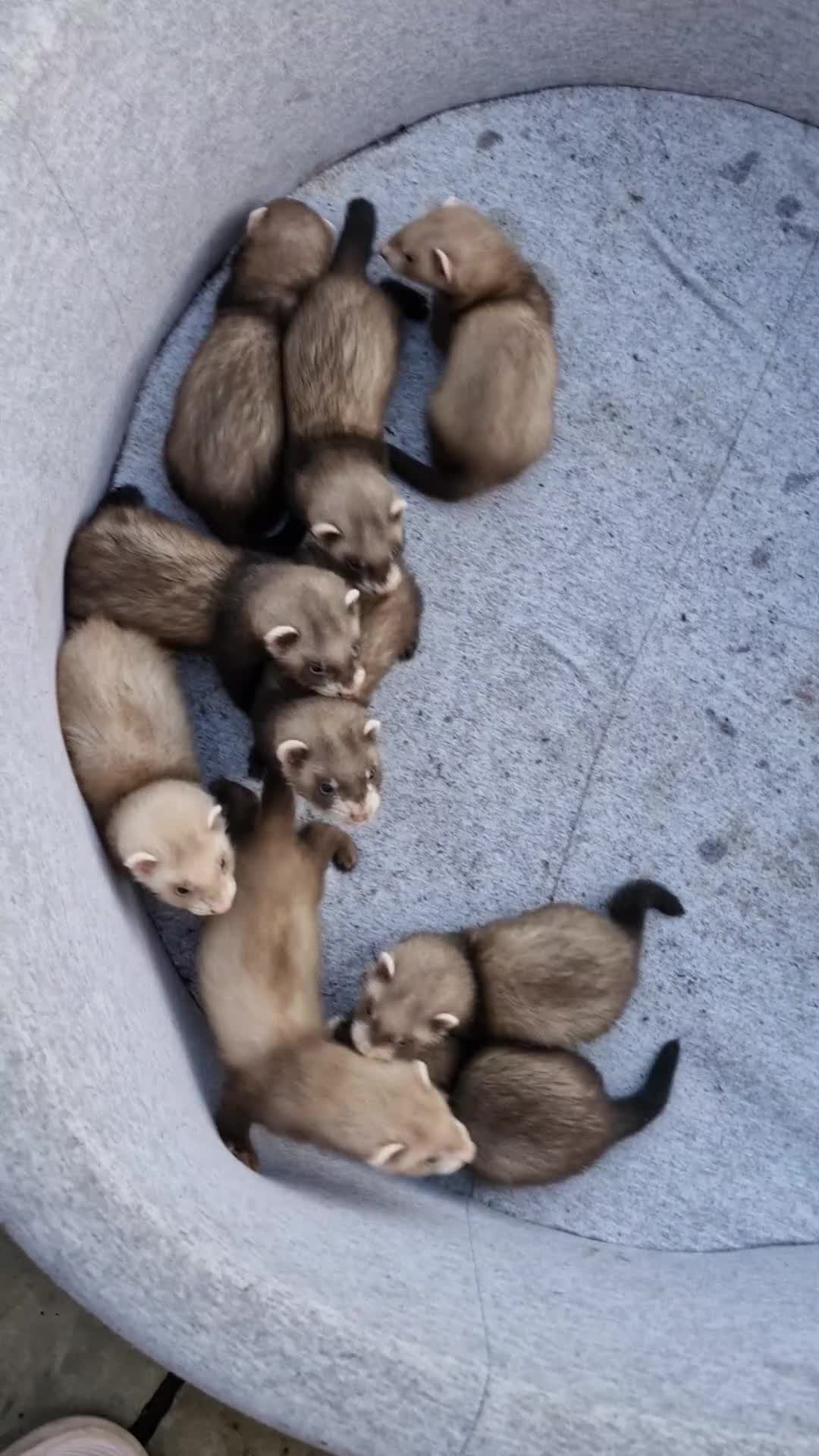 Ferret rodents for sale: Baby ferrets - Video 1