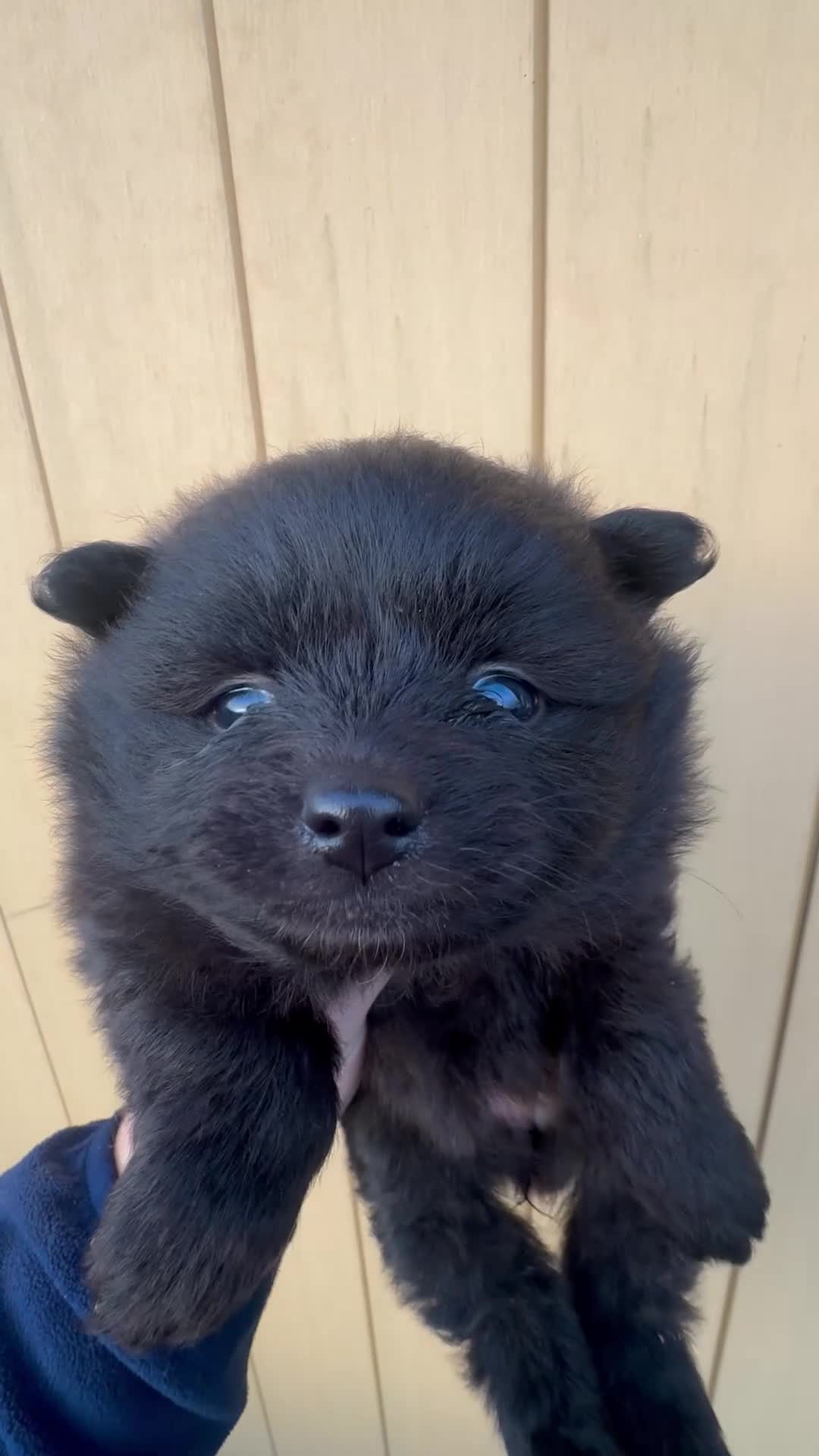 Pomeranian dogs for sale: Pomraian pups in Newport - Video 3