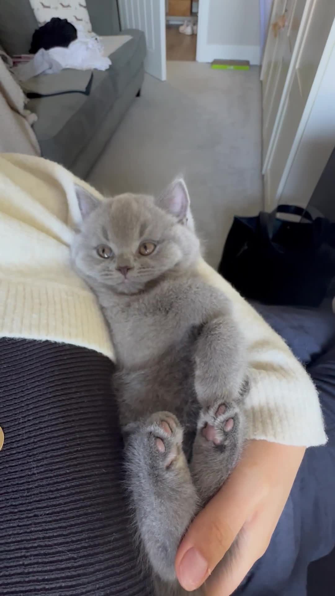 British Shorthair cats for sale: British Shorthair GCCF Pedigree Champion Kittens✨ - Video 1