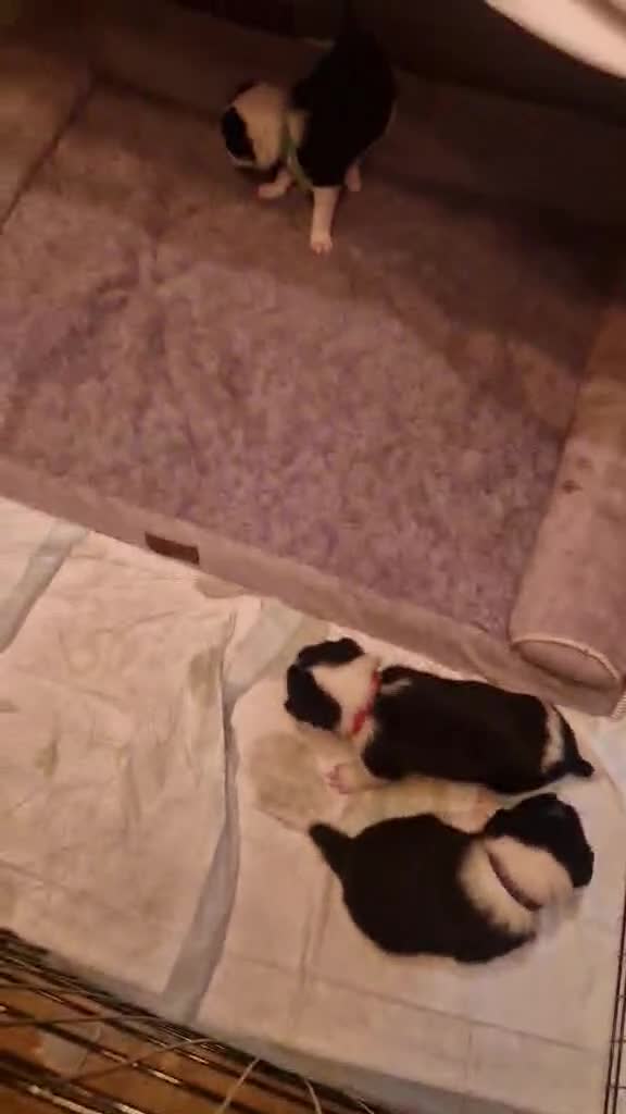 Border Collie dogs for sale: Beautiful border collies for sale  in Barnsley - Video 1