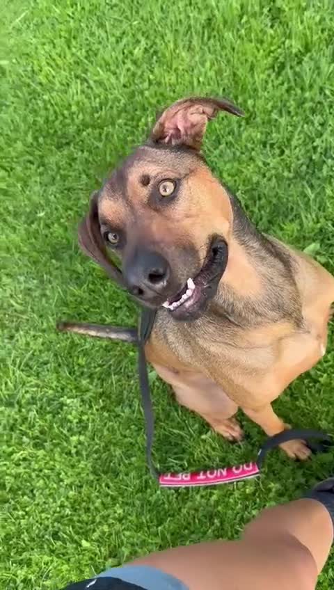 Mixed Breed dogs for sale: Loving home wanted - Video 3