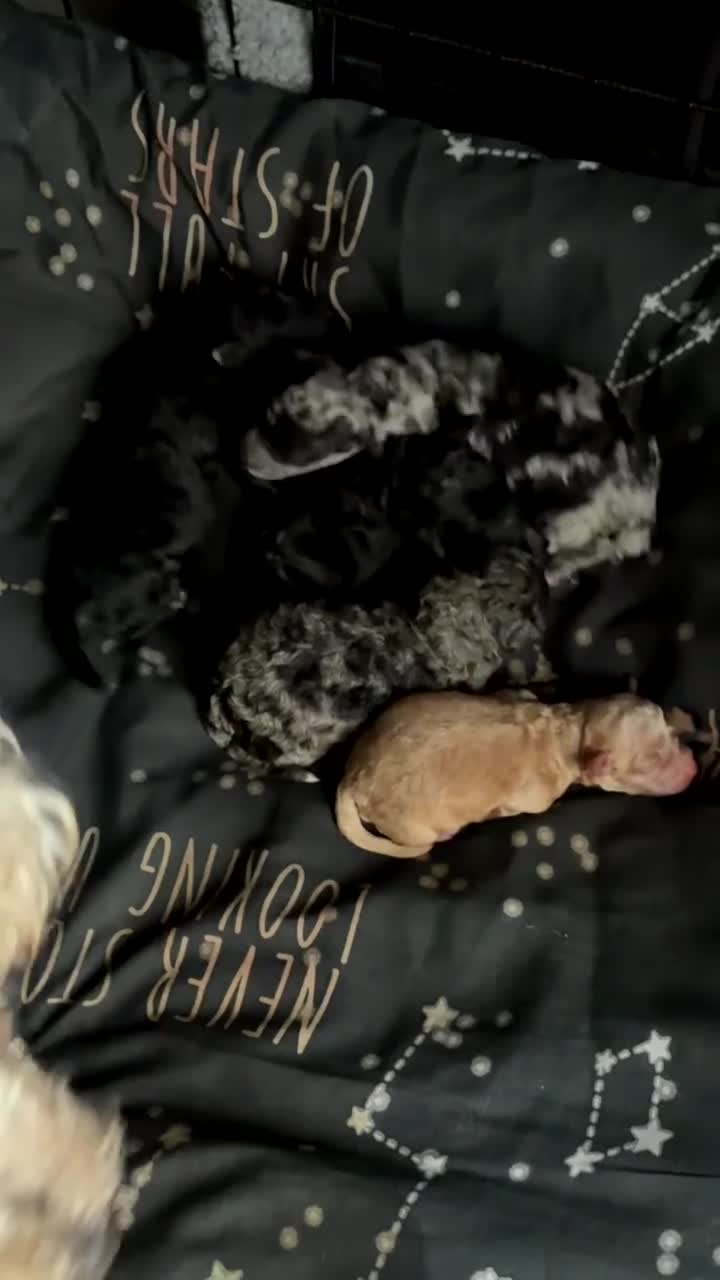 Miniature Poodle dogs for sale: Mini poodle  - Video 1